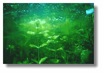 Grnalgen im Aquarium