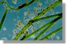 Verschiedene Algen unter dem Mikroskop