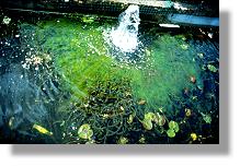 Starke Wasserbewegung, hohe Oxidation - viele Algen!